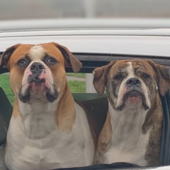 Ally is Live 🚫Do Not Buy This Listing 🚫 Follow this flyer for notification. 💕🍀🐾 - Picture 5 of 13